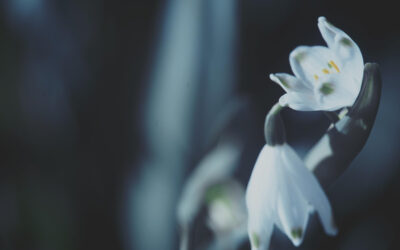 Genbrug og begravelse – hvordan?