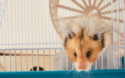 Hvad kan man købe af genbrugsting til hamstere?